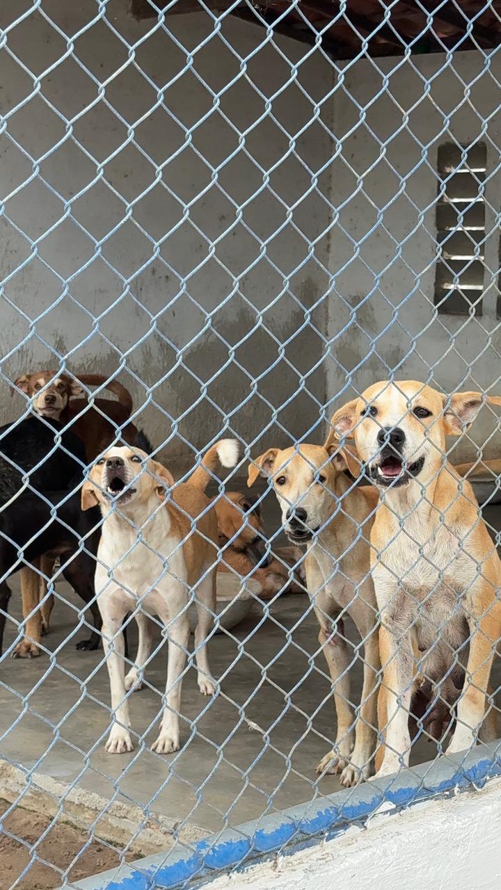 Arca de Noé promove Feira de Adoção de Animais com vacinação antirrábica