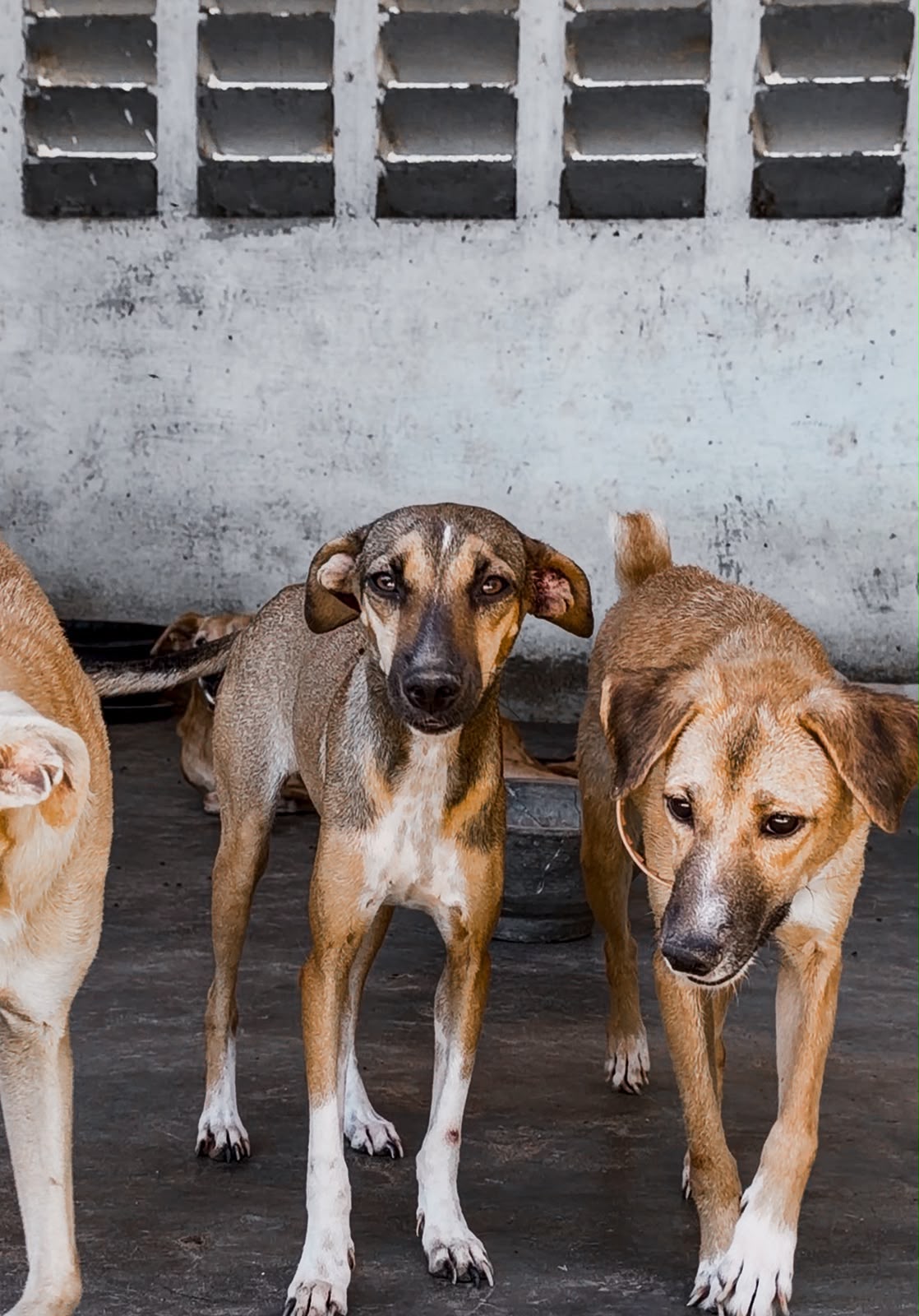 Arca de Noé reforça importância da adoção responsável de cães e gatos no Eusébio
