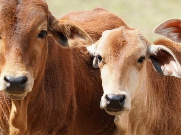 Prefeitura de Cedro lança amanhã Campanha contra a Febre Aftosa, por um rebanho livre da doença